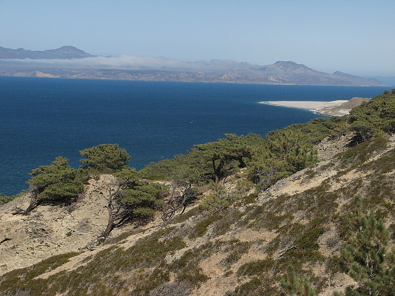 Файл:Torrey Pine Grove.jpg