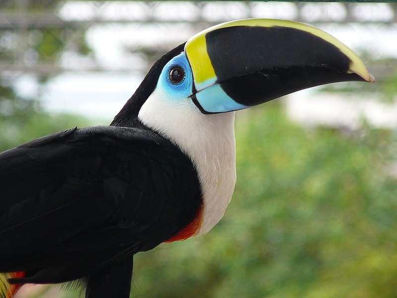 Archivo:Toucan2007.jpg