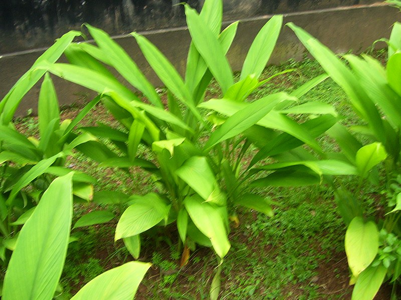 File:Turmeric plant.jpg