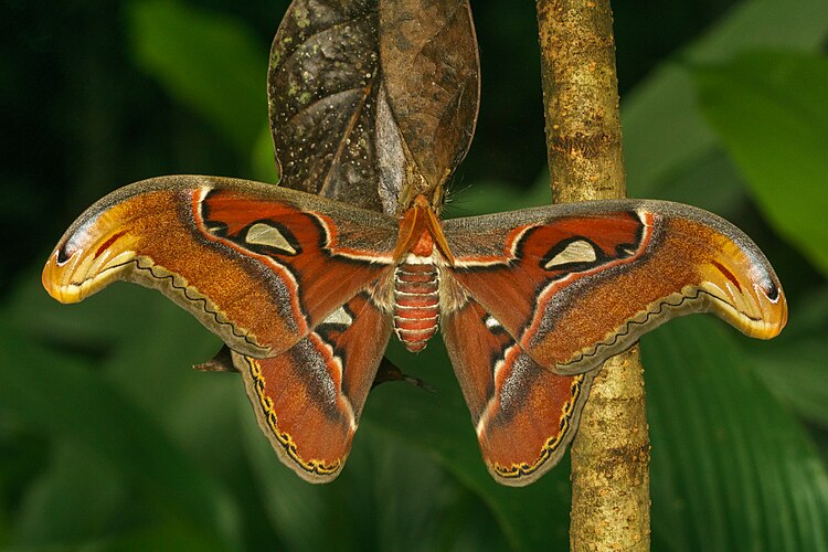 Самец павлиноглазки Attacus taprobanis