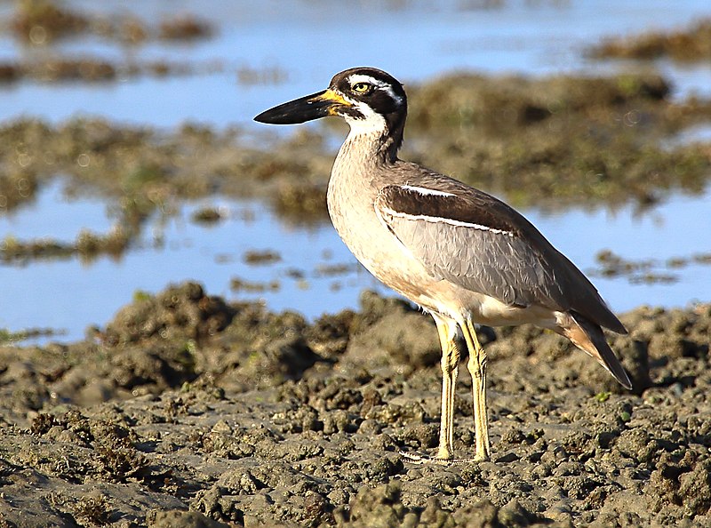 File:Beach Stone-curlew 7562.jpg