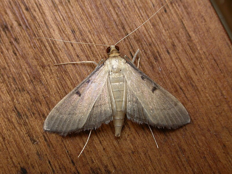 File:Bradina admixtalis.jpg