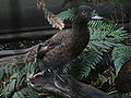  Critical  Campbell Island Teal (Anas nesiotis)