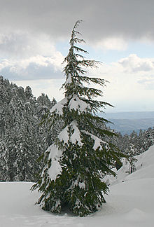 Photo of an endemic tree of the Troodos Mountains