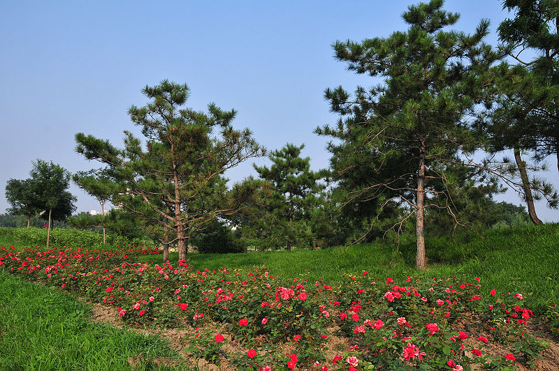 File:Chaoyangparkpic7.jpg