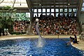 Dolphin show