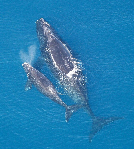 Файл:Eubalaena glacialis with calf.jpg