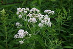 Thumbnail for Eupatorium perfoliatum