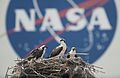 A family of Osprey.