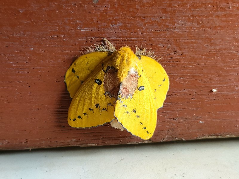 File:Female rose-myrtle lappet moth.jpg