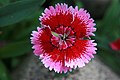 Alpine Pink, Dianthus alpinus