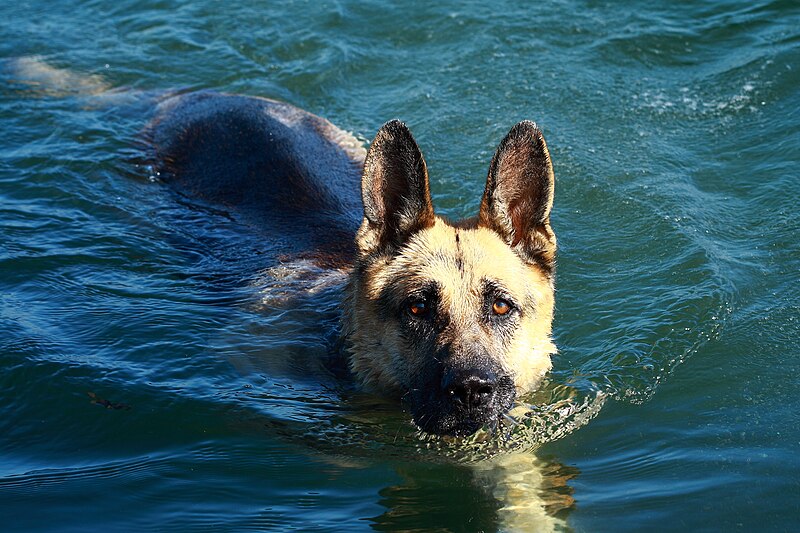 File:German Shepherd Dog swimming.jpg