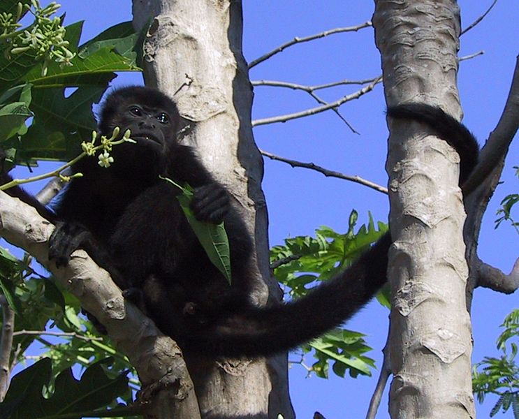 File:Howler monkey20020316 cropped.jpg