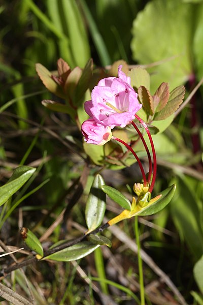 File:Kalmia microphylla 0602.JPG