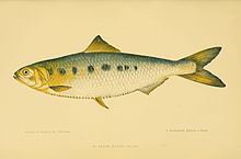 Les poissons BHL6704296.jpg