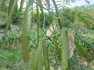 L. leucocephala pods in the month of May, Nepal.