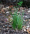 Libertia paniculata