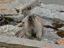 Marmota broweri 71042866 (cropped).jpg