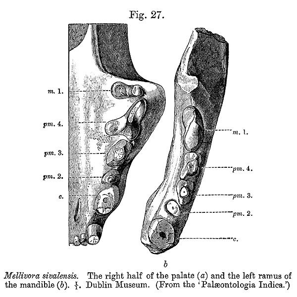 File:Mellivora sivalensis.jpg