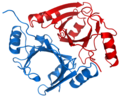 Methylmalonyl CoA epimerase