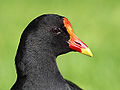 Dusky moorhen