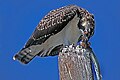 Fledged juveniles are as large as their parents, but have white-fringed feathers.