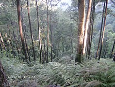 Parque nacional Cusuco San Pedro Sula