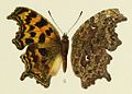 Polygonia gigantea