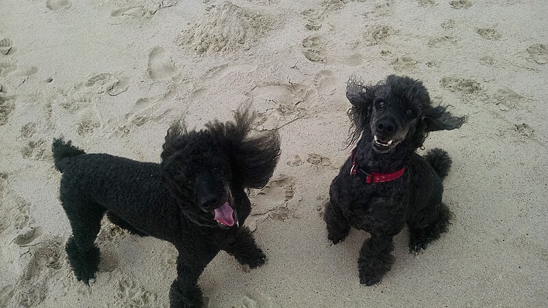 File:Poodles on the beach.jpg