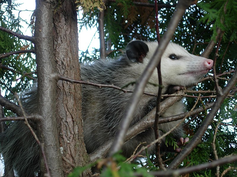 Archivo:Possum122708.JPG