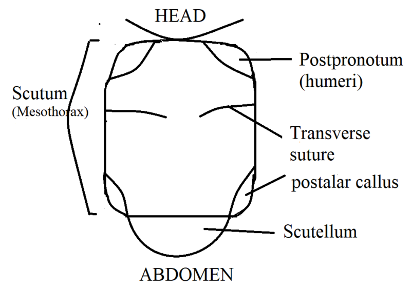 File:Thorax diagram better.png