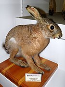 Brown hare