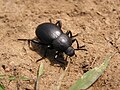 Жук-чернотелка, род и вид -- под вопросом (Coleoptera: Tenebrionidae) сфотографировано в Донецке, в апреле.