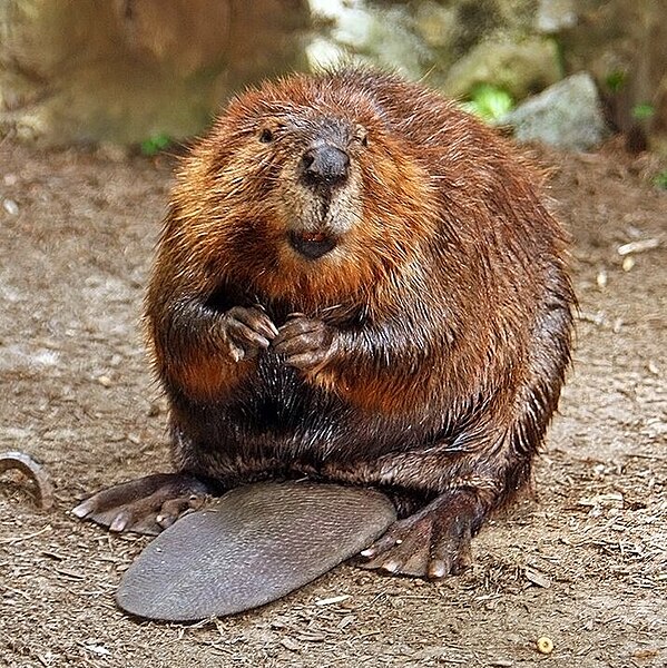 File:American Beaver.jpg