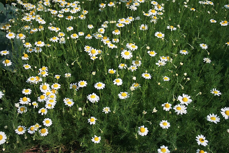 Archivo:Anthemis nobilis prg 1.jpg