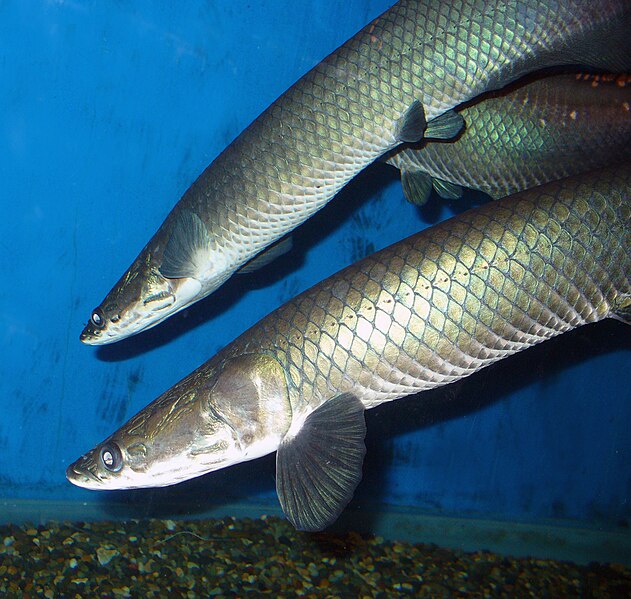 Файл:Arapaima leptosoma 2009 G1.jpg