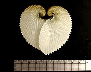 The symbol of Aoi leaf made of two argonaut shells.