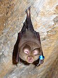 Thumbnail for Horseshoe bat