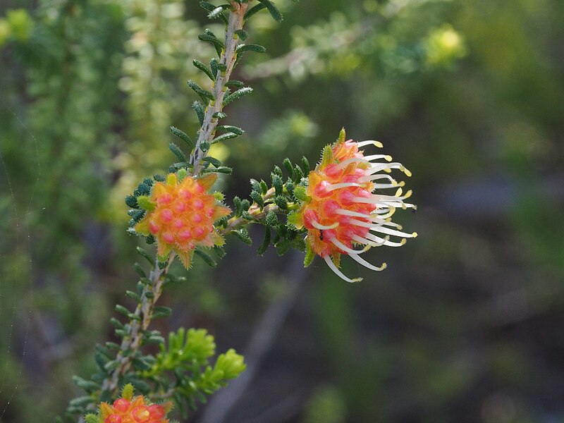 File:Darwinia sp. Mt Burdett.jpg