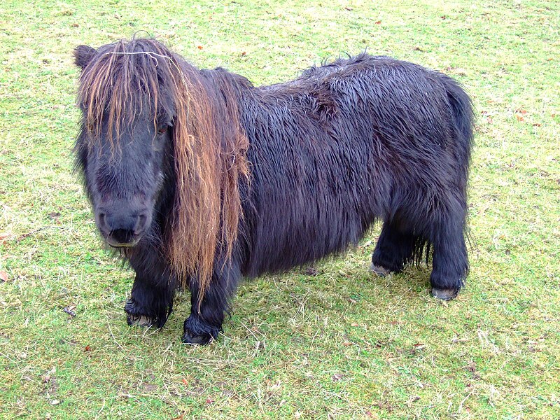 File:Dutch dwarf horse.jpg