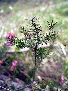 Erica carnea particolare.jpg