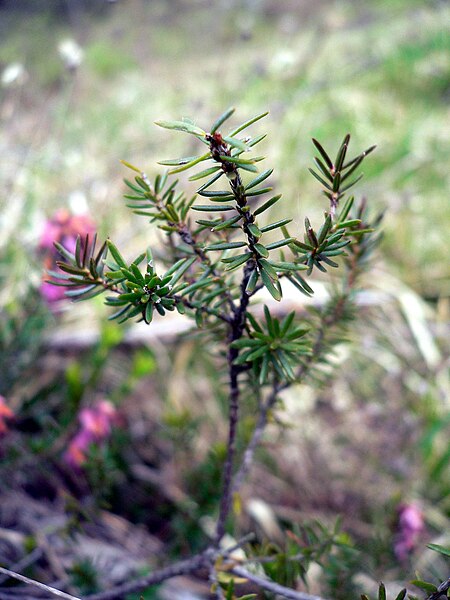 Archivo:Erica carnea particolare.jpg