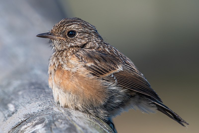 Файл:European stonechat, juvenile.jpg