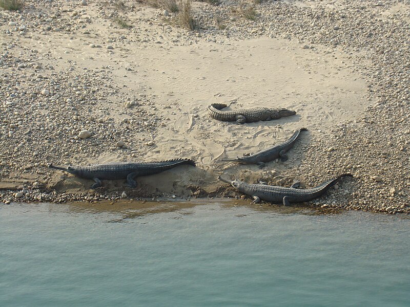 File:Gharial in Karnali.JPG