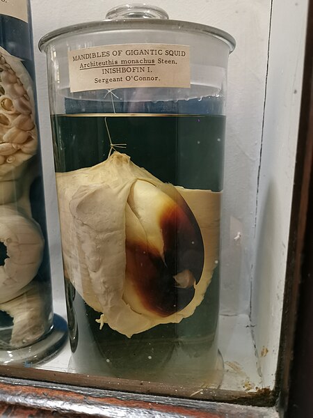 File:Giant squid beak 1875.jpg