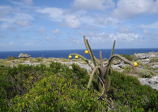 Scene of higo chumbo cactus with water in background