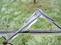 Ice on a fence, frozen during winter.