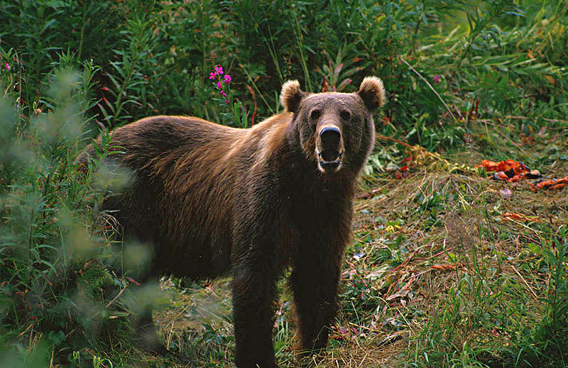 File:Kodiak Brown Bear.jpg