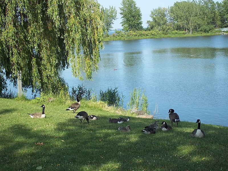 File:Parc des Rapides 02.jpg