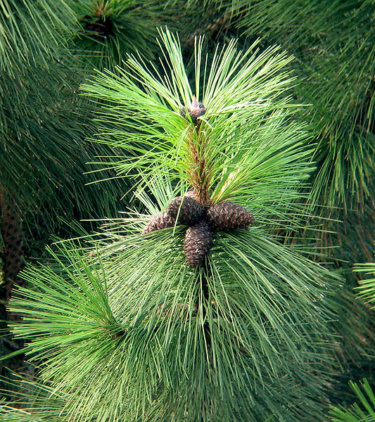 File:Pinus ponderosa cones.jpg